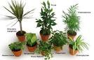 DES PLANTES POUR PURIFIER L'AIR
