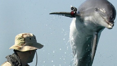 Les dauphins de combat stationnés en Crimée.