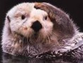 Le pénis des loutres rétrécit